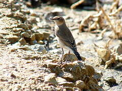 Northern Wheatear