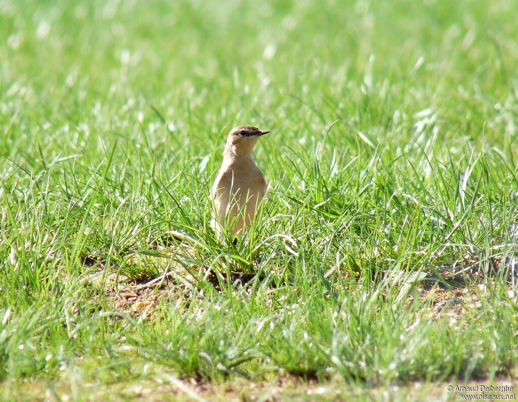 Northern Wheatear