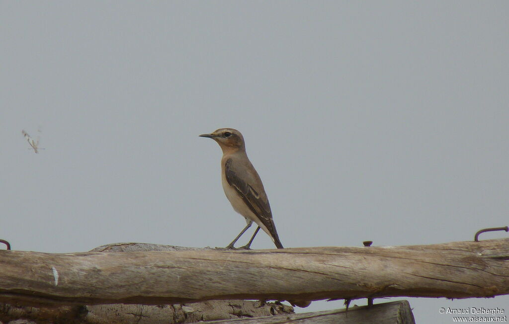 Northern Wheatear