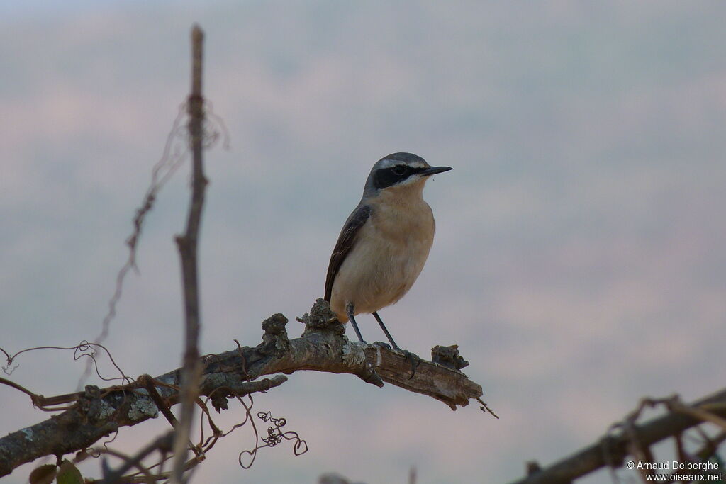 Northern Wheatear