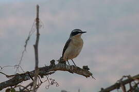 Northern Wheatear