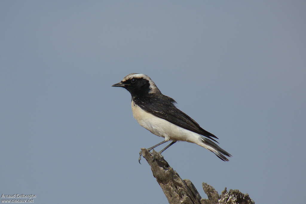 Pied Wheatear male adult post breeding, identification