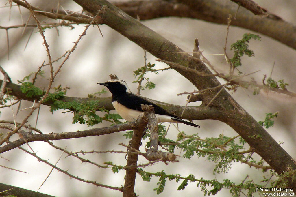 Pied Wheatear