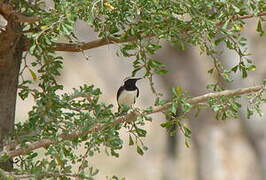 Pied Wheatear