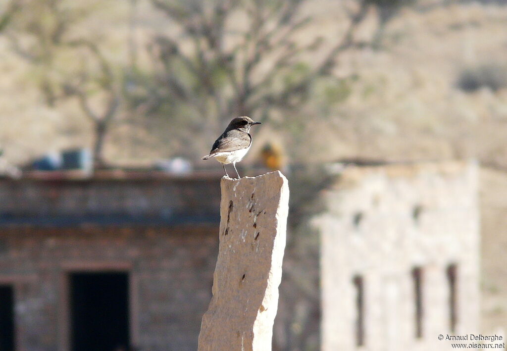 Variable Wheatear