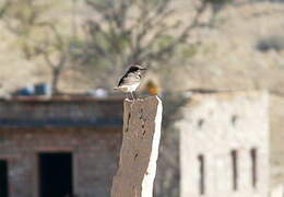 Variable Wheatear