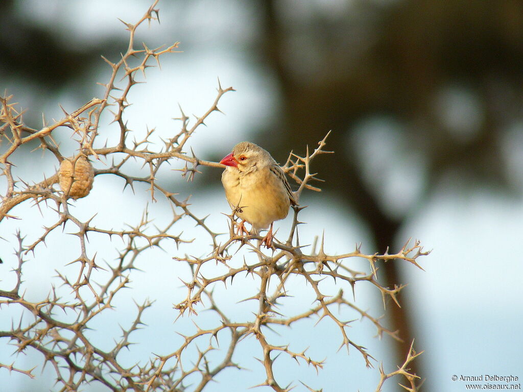 Red-billed Quelea