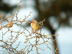 Red-billed Quelea