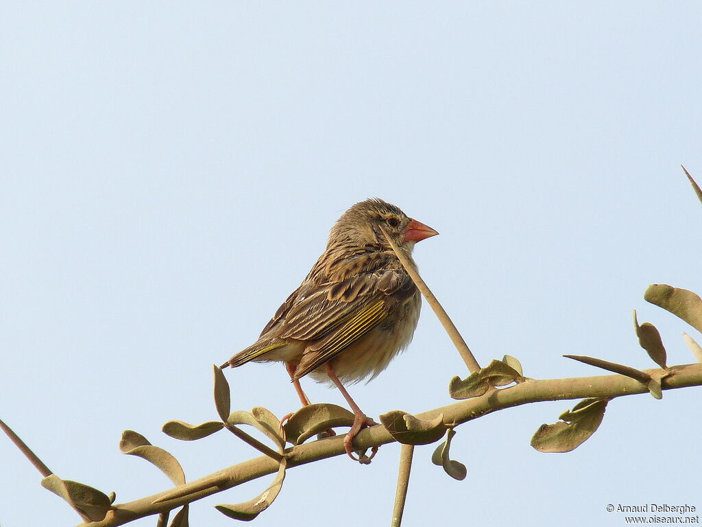 Red-billed Quelea