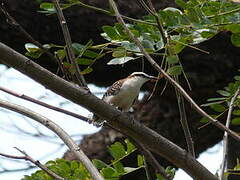 Rufous-backed Wren