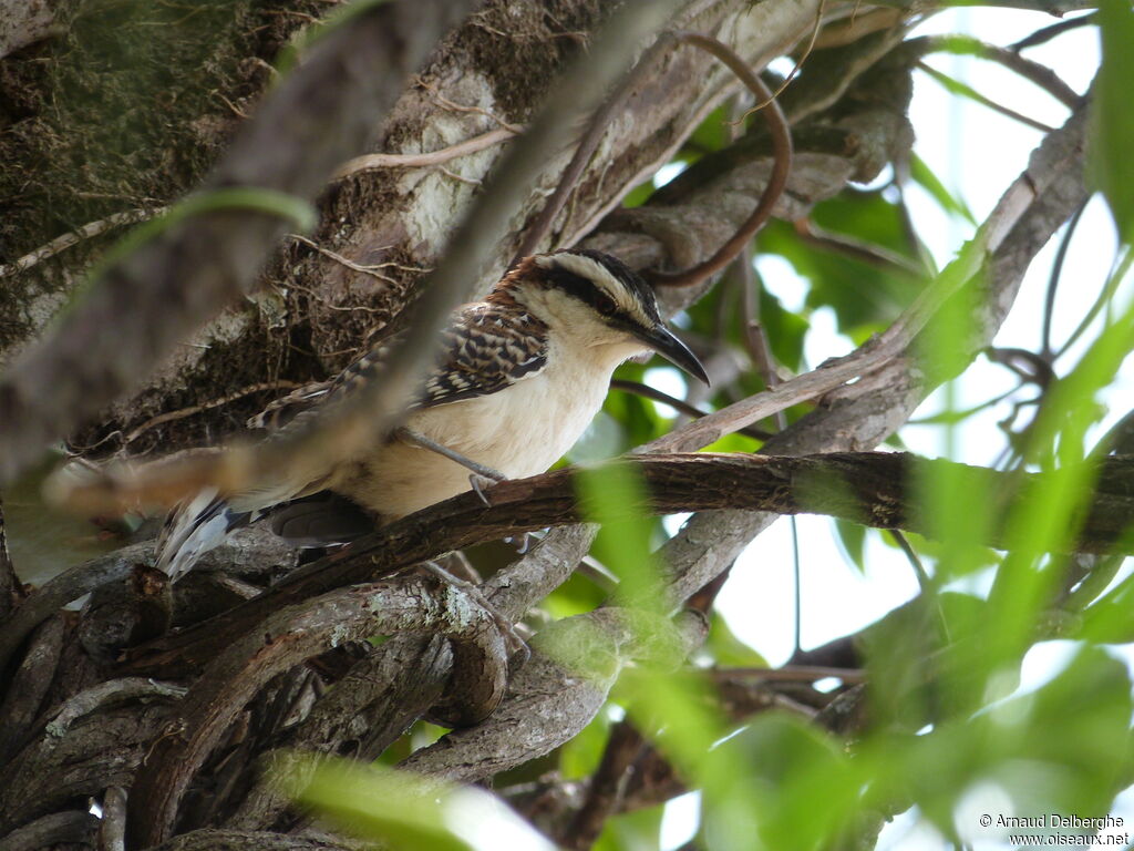 Rufous-backed Wren