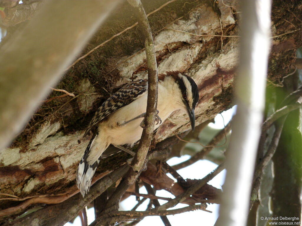 Rufous-backed Wren