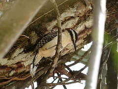 Rufous-backed Wren