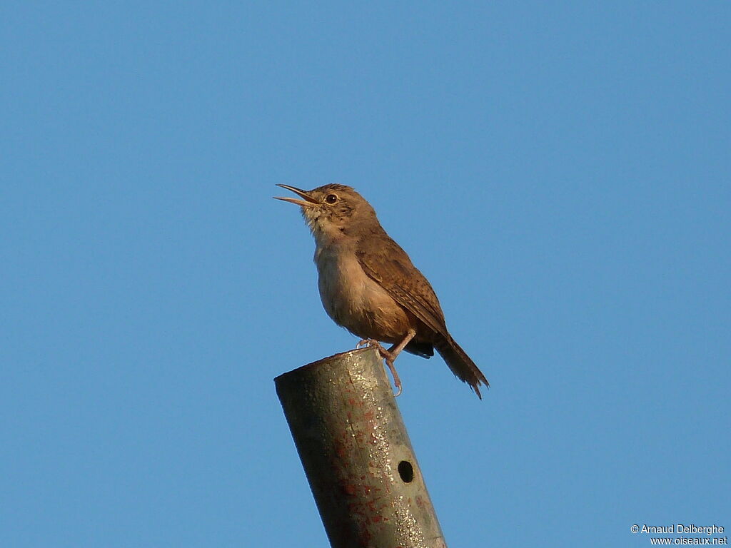 House Wren