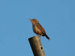 House Wren