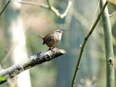 Eurasian Wren