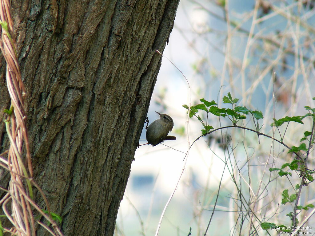 Eurasian Wren