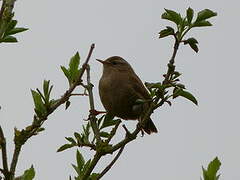 Eurasian Wren