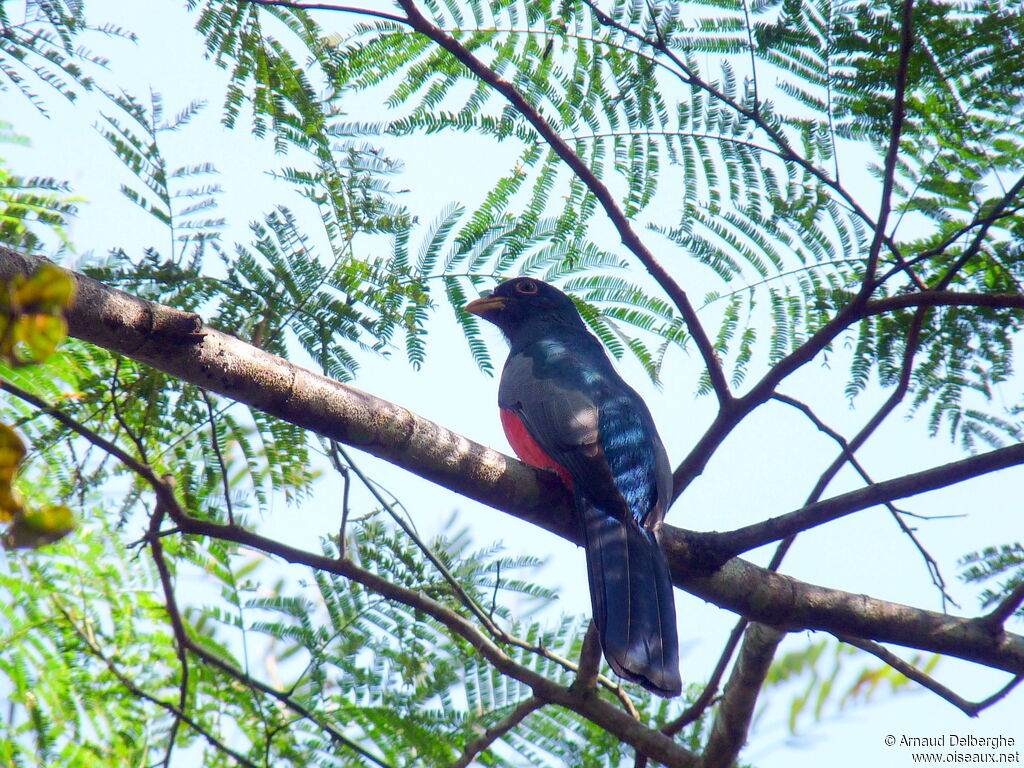 Black-tailed Trogon male