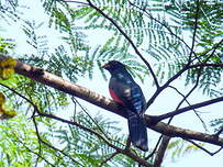 Trogon à queue noire