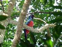 Trogon à queue noire