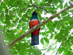 Trogon à queue noire