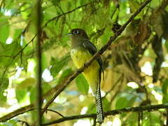 Amazonian Black-throated Trogon