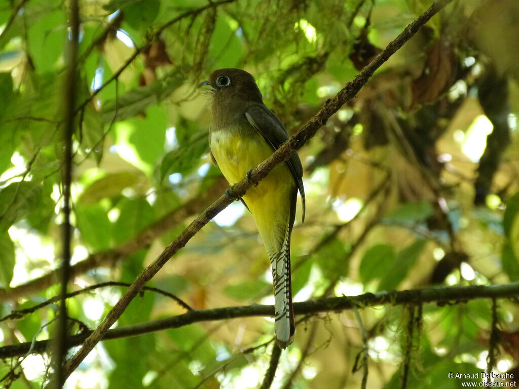 Trogon aurore femelle