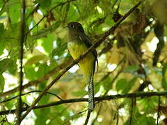 Black-throated Trogon