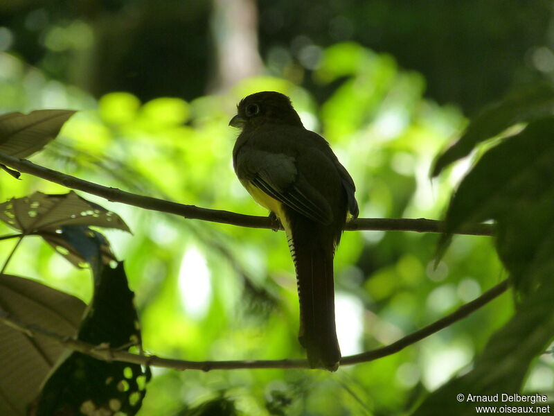 Amazonian Black-throated Trogon female