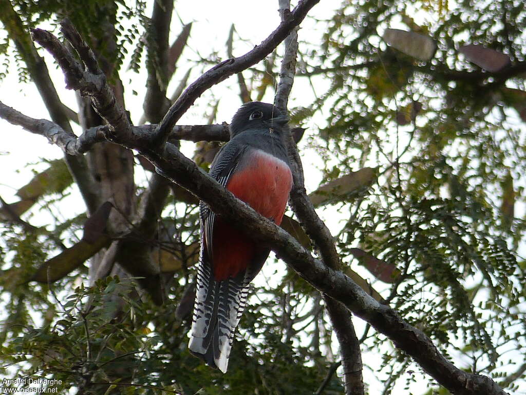 Blue-crowned Trogon female adult, habitat, pigmentation