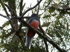 Blue-crowned Trogon