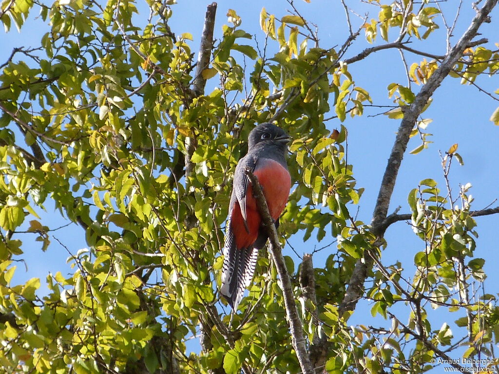 Blue-crowned Trogon female adult, identification