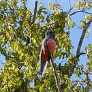 Trogon couroucou