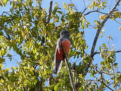 Blue-crowned Trogon