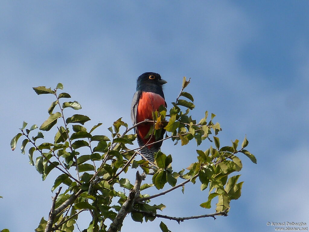 Trogon couroucou mâle