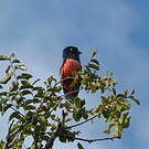Trogon couroucou