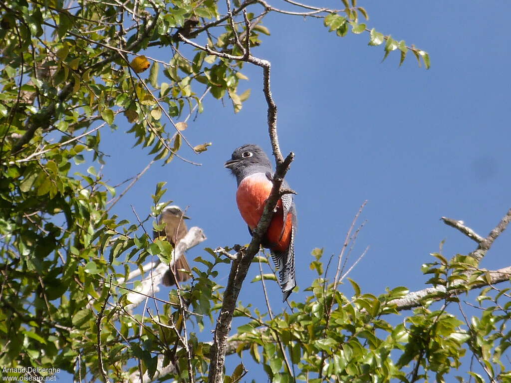 Trogon couroucou femelle adulte, habitat, pigmentation