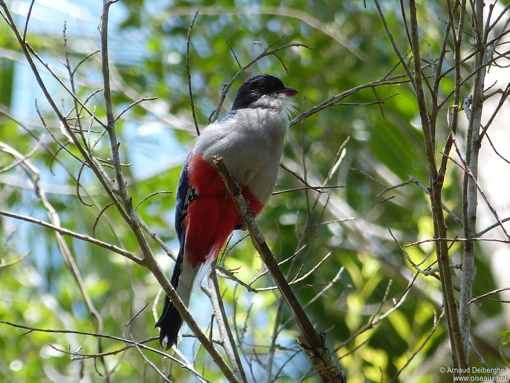 Cuban Trogon