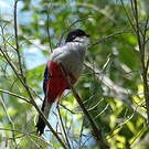 Trogon de Cuba