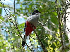 Cuban Trogon