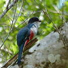 Trogon de Cuba