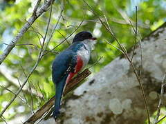 Cuban Trogon