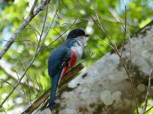 Trogon de Cuba