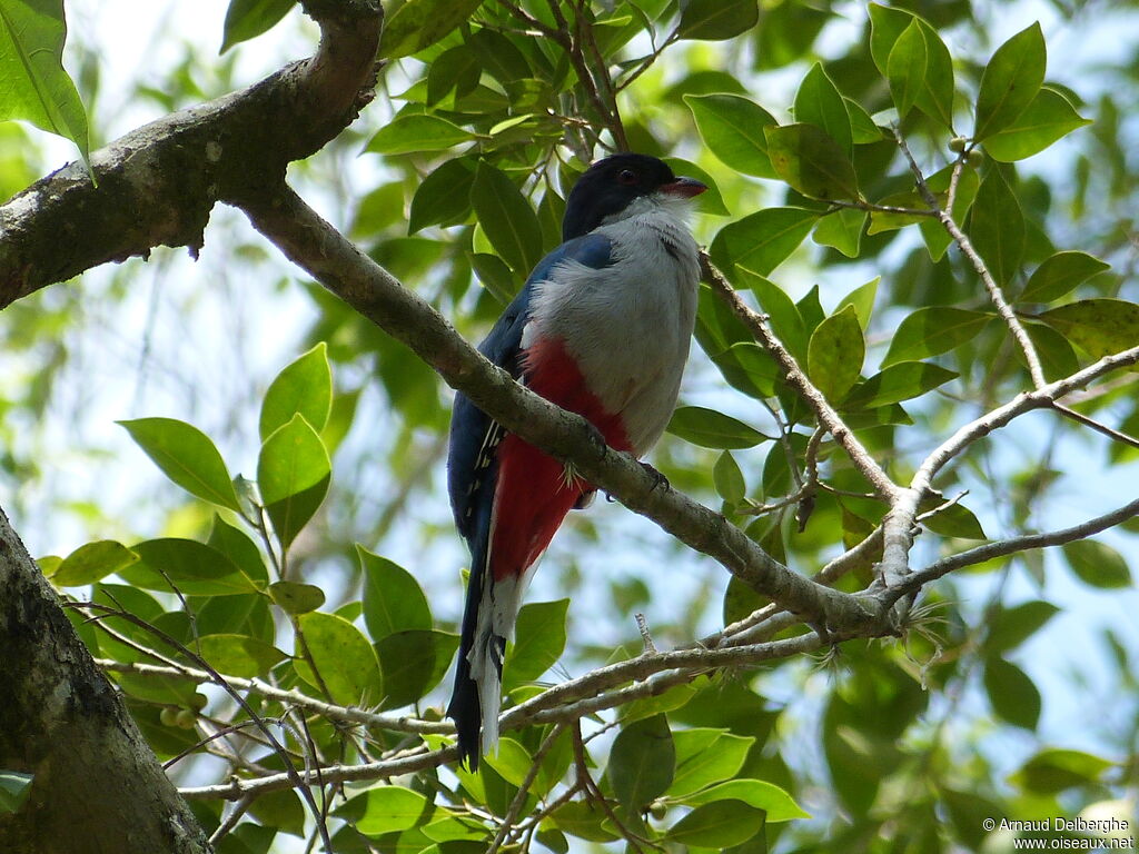 Cuban Trogon