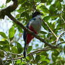 Trogon de Cuba