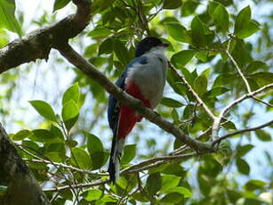 Trogon de Cuba