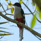 Trogon de Cuba