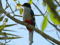 Trogon de Cuba