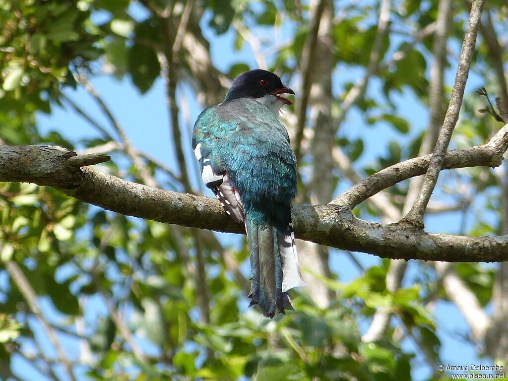 Cuban Trogon